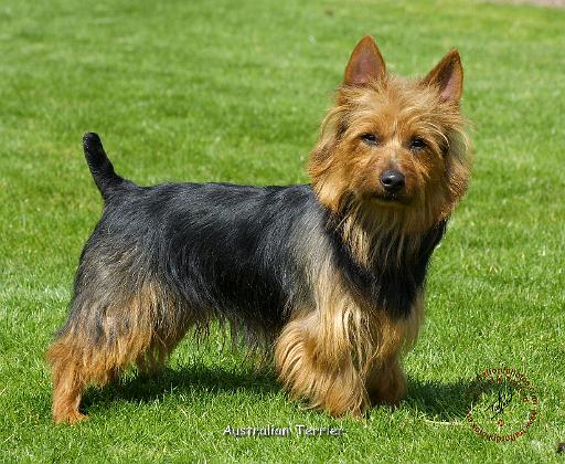 Australian Terrier 9R044D-07.JPG